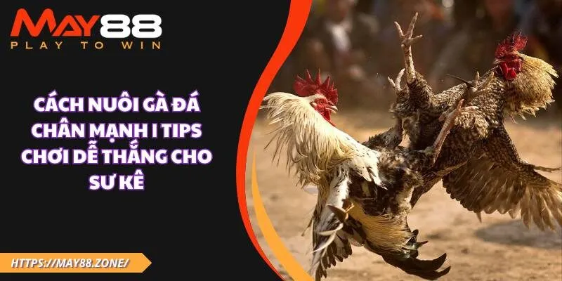 Cách nuôi gà đá chân mạnh | Tips chơi dễ thắng cho sư kê